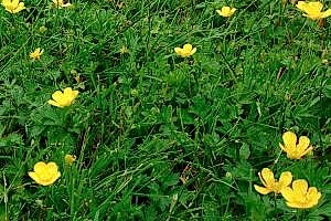 Creeping Buttercup