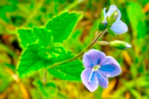 Germander Speedwell