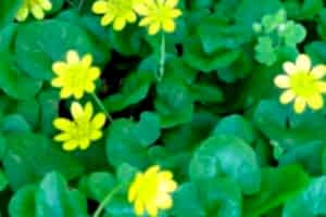 Lesser Celandine