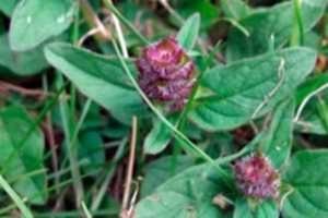 Selfheal