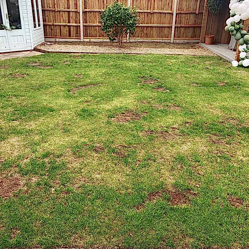 shaun-lee-taverham-lawn-before