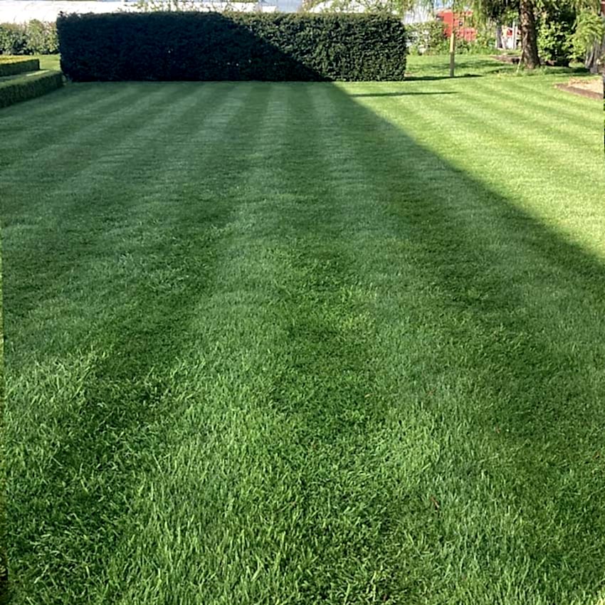 spring lawn treatment square