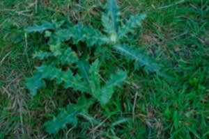 Thistle Weed