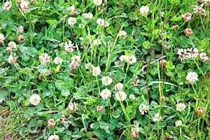 White Clover