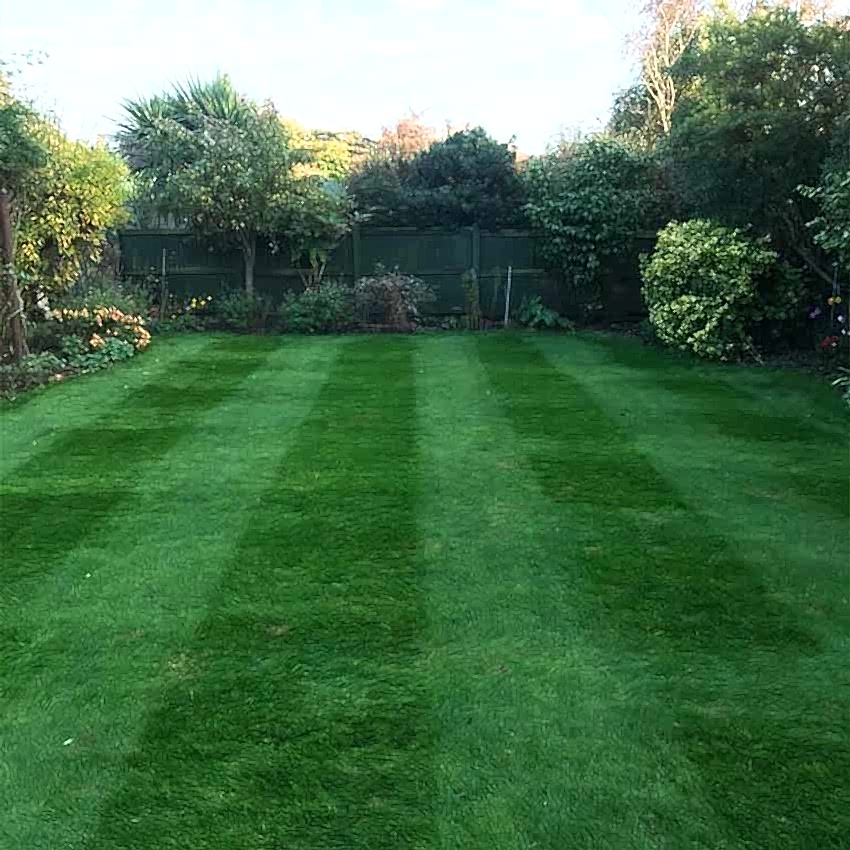 winter lawn treatment square