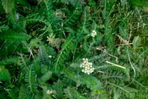 Yarrow